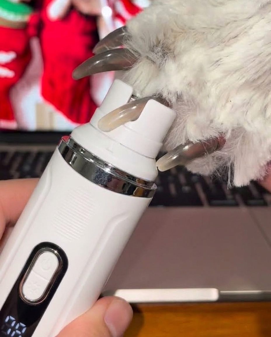 Close crop of a pet's dark nails being groomed